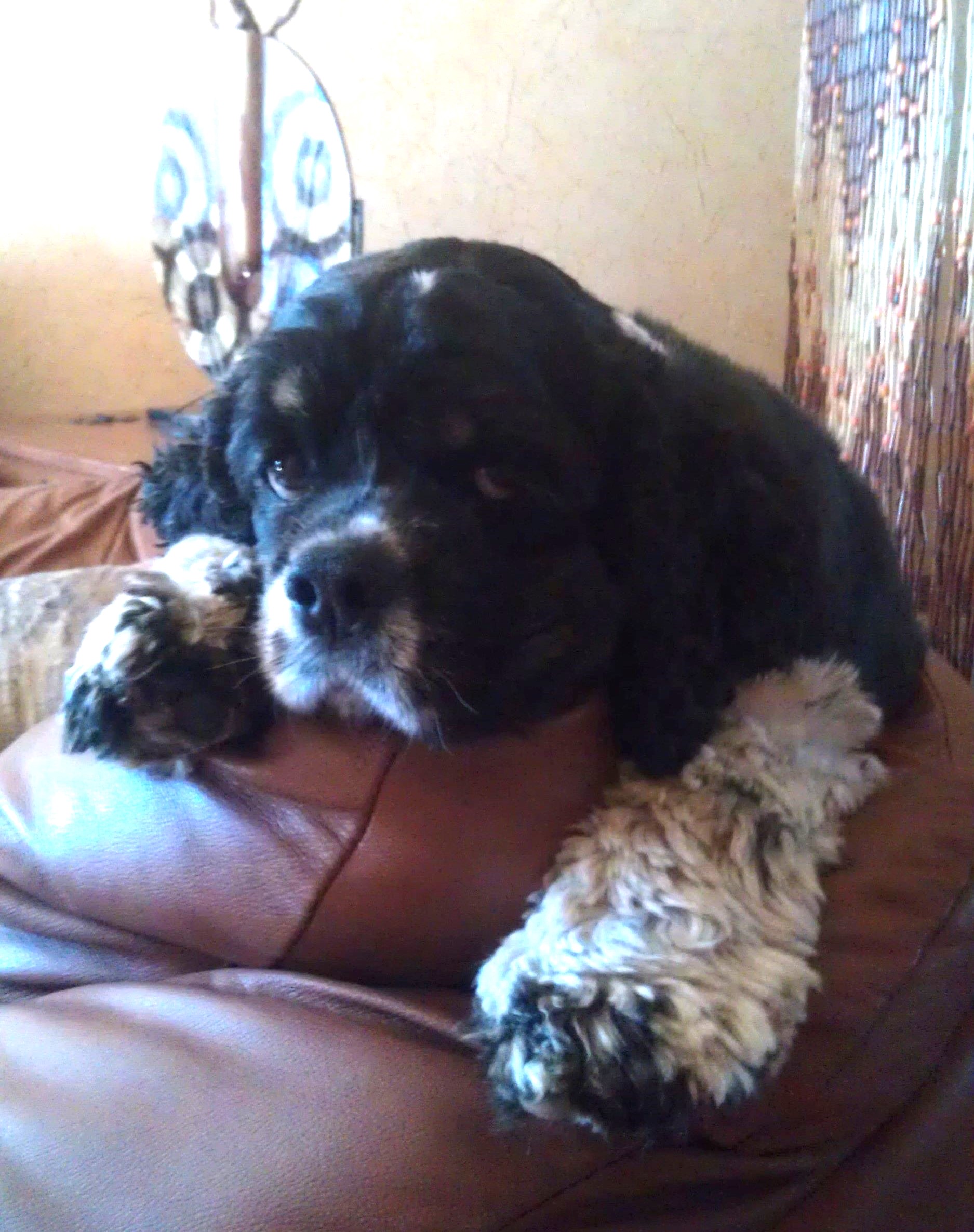 Jada the dog